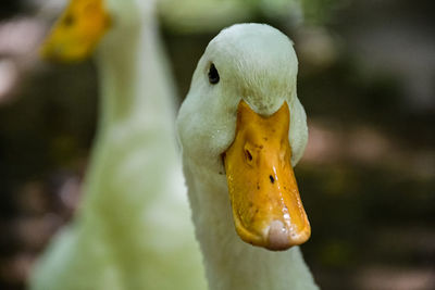 Close-up of a parrot