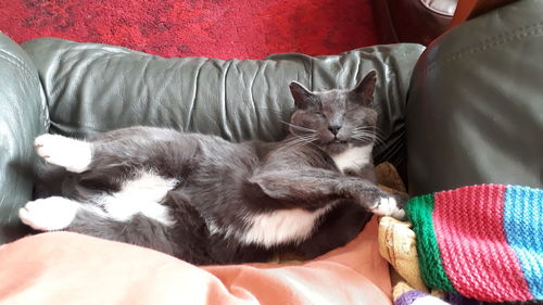 Portrait of cat sleeping on sofa at home