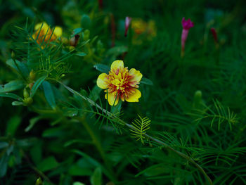 Close-up of flowers blooming outdoors