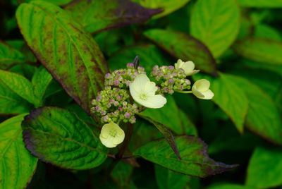 Close-up of flowers