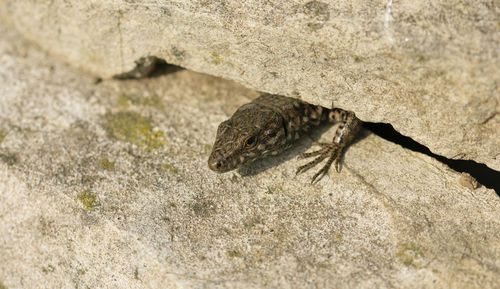 Close-up of lizard on rock