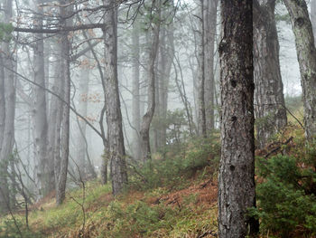 Pine trees in forest