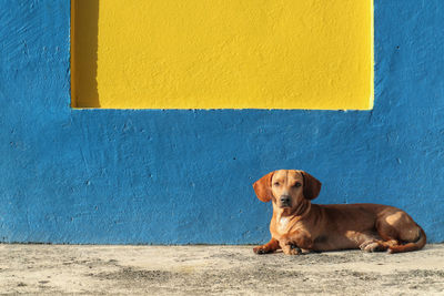 Dog looking at the camera with colorful background facade