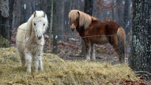 Horses in a field