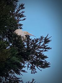 Low angle view of pine tree against clear blue sky