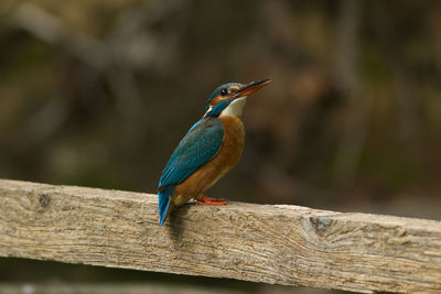 Close-up of bird perching on branch