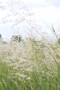 Close-up of grass on field against sky