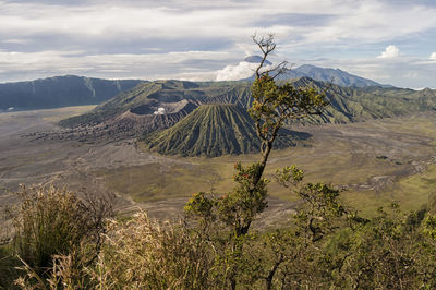 Plants against mountains