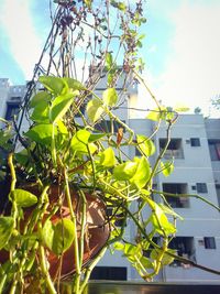 Low angle view of flowers blooming on tree