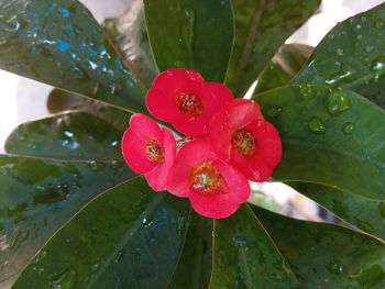 Close-up of wet red flower