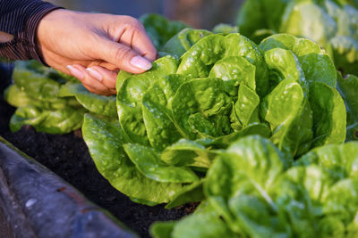 Close-up of hand holding leaves