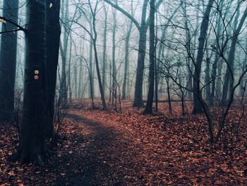 Bare trees in forest