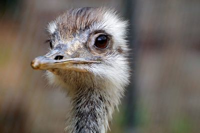 Close-up of ostrich