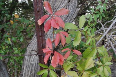 Close-up of red flower blooming on tree