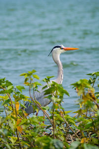 View of a bird in water