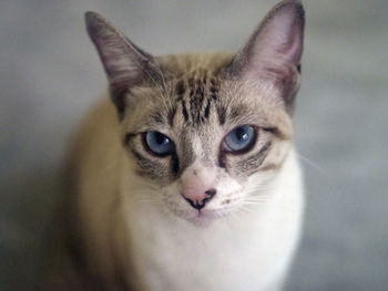 Close-up of cat
