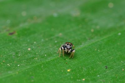 Close-up of insect on leaf