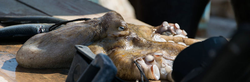 Close-up of crab