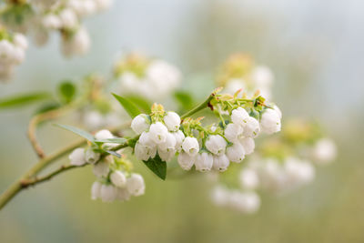 Close-up of white cherry blossom plant