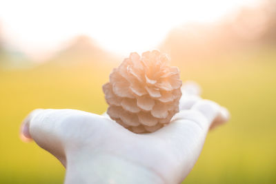 Cropped hand of woman holding pine cone outdoors