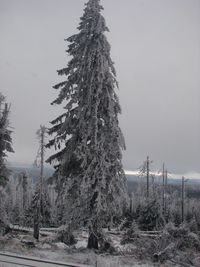 Pine trees on field during winter against sky