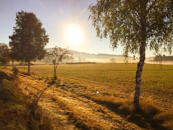 Trees on field during sunrise