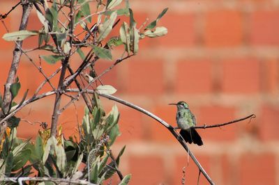 Close-up of bird perching on plant