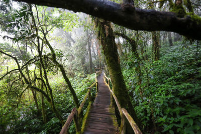 Footbridge amidst trees in forest