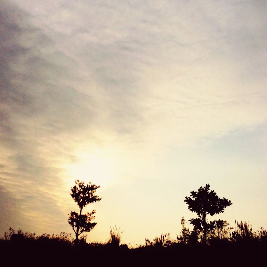 silhouette, tree, sunset, tranquility, tranquil scene, sky, beauty in nature, scenics, nature, growth, idyllic, low angle view, cloud - sky, landscape, cloud, outline, outdoors, no people, non-urban scene, dusk