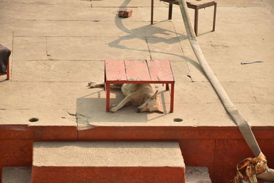 High angle view of dog on floor