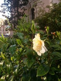 Close-up of flowers blooming outdoors