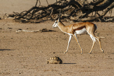 Close-up of deer