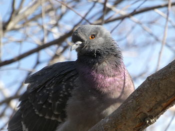 Close-up of bird perching on branch