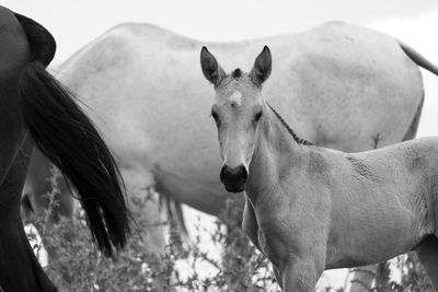 Portrait of foal with horses standing on field