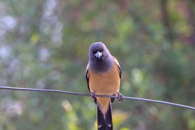 Close-up of bird perching on metal