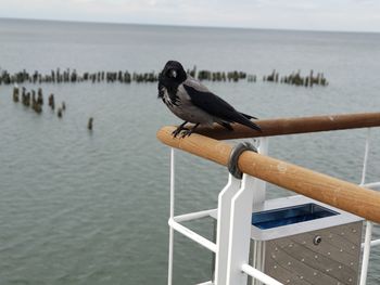 Bird perching on railing against sea