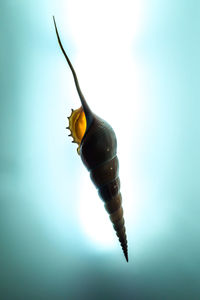 Low angle view of bird flying in sky