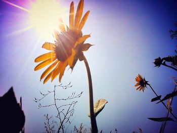 Low angle view of flowers against clear sky