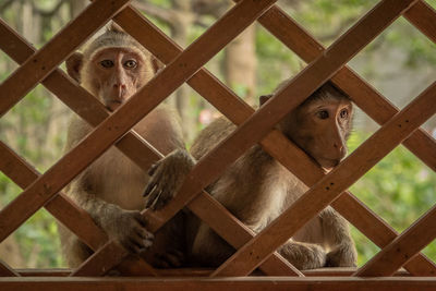 Long-tailed macaques sit staring through wooden trellis