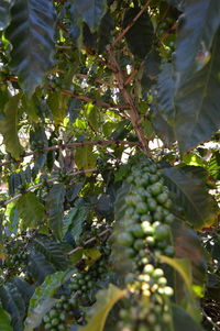 Low angle view of tree
