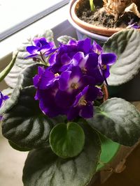 Close-up of purple flowers in pot