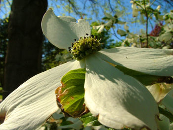 Close-up of white flowering plant