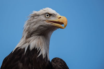 Close-up of eagle against clear blue sky