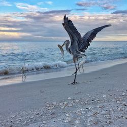 Gray heron and little egrets at beach during sunset