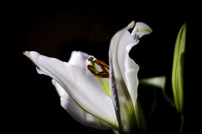 Close-up of white flower over black background