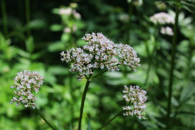 Sharpleaf valerian in the forest