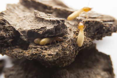 Close-up of insect on rock