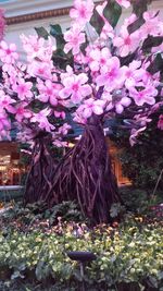 Pink flowers blooming in park