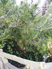 Low angle view of ivy growing on tree