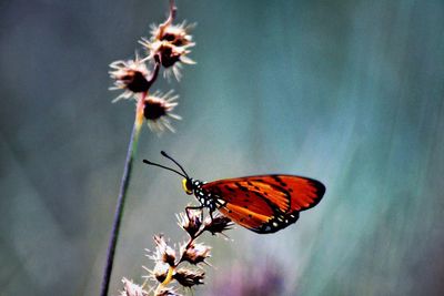 Close-up of butterfly pollinating on flower